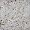 Megatrade Corp. Megatrade Corp. Graniti Kashmir Series Porcelain 20 X 20 Sand Ti