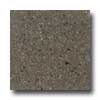 Santa Regina Santa Regina Designer 16 X 16 (polished) Pecan Brown Terrazzo Ti