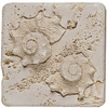 Tesoro Tesoro Fossil Listello Conch Tile  &  Stone