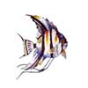 Daltile Daltile Glass Mosaic Murals Angelfish 31 X 45 Tile  &  Stone