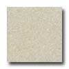 Santa Regina Santa Regina Architectural 16 X 16 (polished) Buttercream Terraz