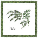Interceramic Interceramic Ferns Deco B - 6 X 6 Tile  &  Stone