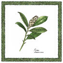 Interceramic Interceramic Ferns Deco D - 6 X 6 Tile  &  Stone