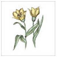 Interceramic Interceramic English Garden Deco A - 4 X 4 Tile  &  Stone