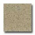 Santa Regina Architectural 24 X 24 (polished) Harvest Gold Terra