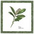Interceramic Ferns Deco D - 6 X 6 Tile & Stone