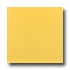 Roca Rainbow 12 X 12 Amarillo Tile & Stone